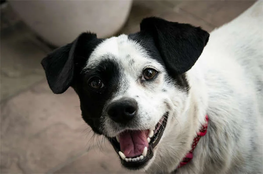 5 Warning Signs of Dilated Cardiomyopathy in Dogs You Can't Ignore