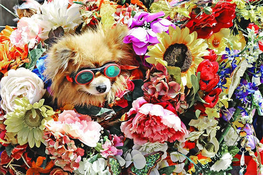 5 Warning Signs of Dilated Cardiomyopathy in Dogs You Can't Ignore