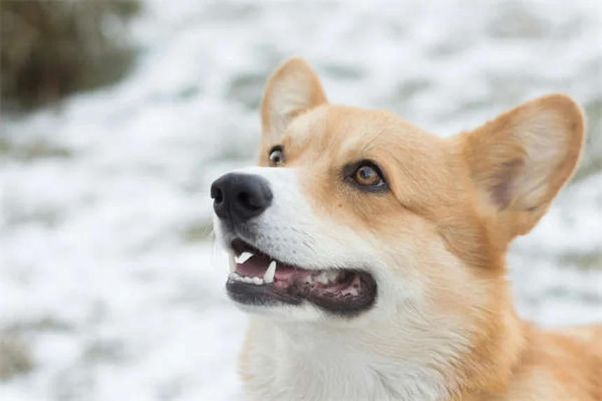 5 Best Touch Screen Games for Senior Dogs (2024 Guide)
