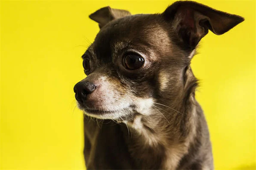 5 Best Touch Screen Games for Senior Dogs (2024 Guide)
