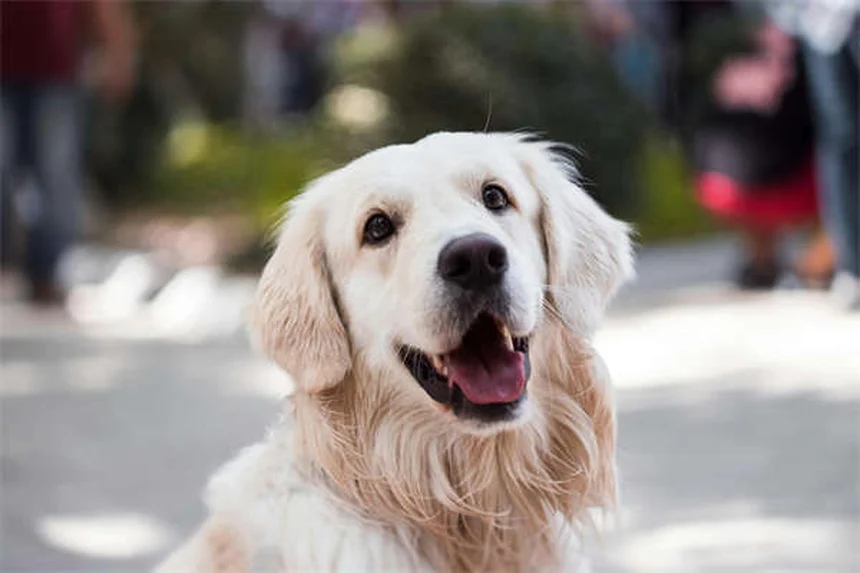 5 Best Touch Screen Games for Senior Dogs (2024 Guide)
