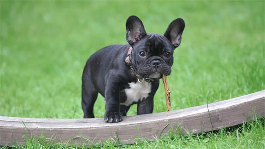 Positive vs Balanced Dog Training: Which Method Works Best?