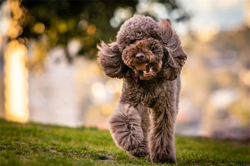 Positive vs Balanced Dog Training: Which Method Works Best?