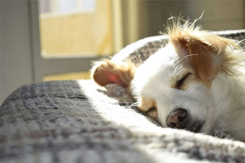 Positive vs Balanced Dog Training: Which Method Works Best?