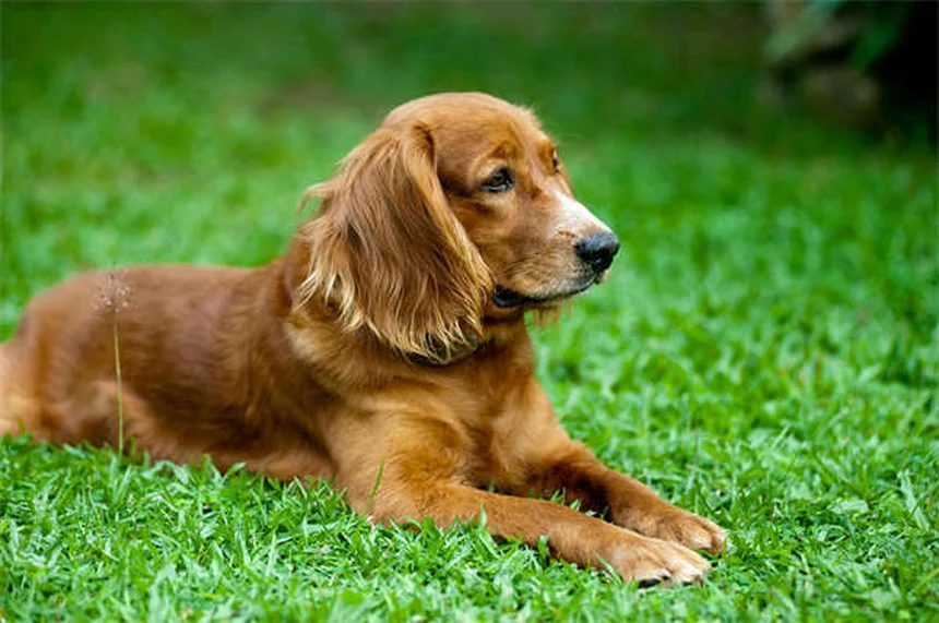 Positive vs Balanced Dog Training: Which Method Works Best?