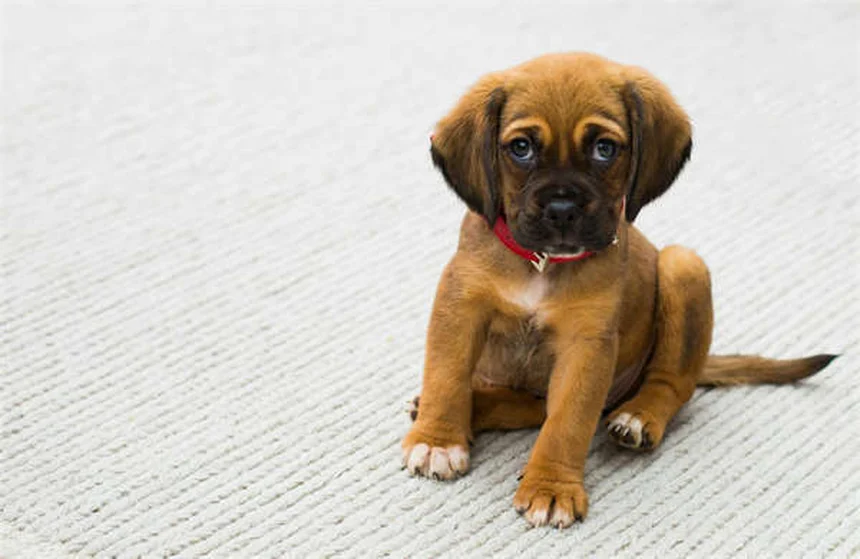 Dog Hot Spots: 5 Fast Treatments That Actually Work