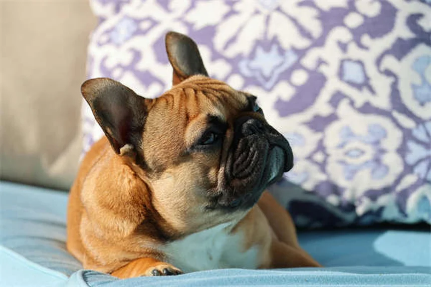 Dog Hot Spots: 5 Fast Treatments That Actually Work