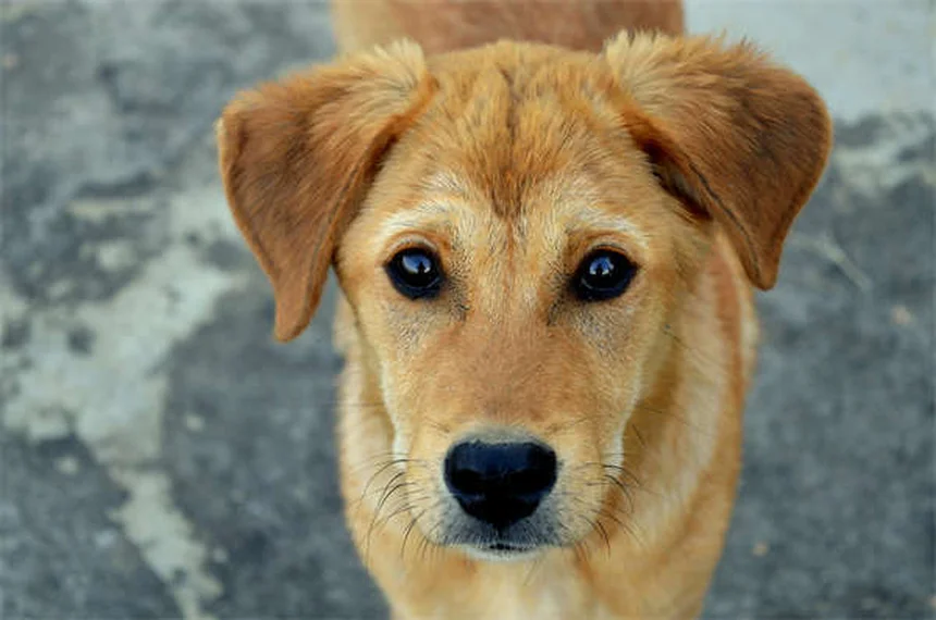 Dog Hot Spots: 5 Fast Treatments That Actually Work