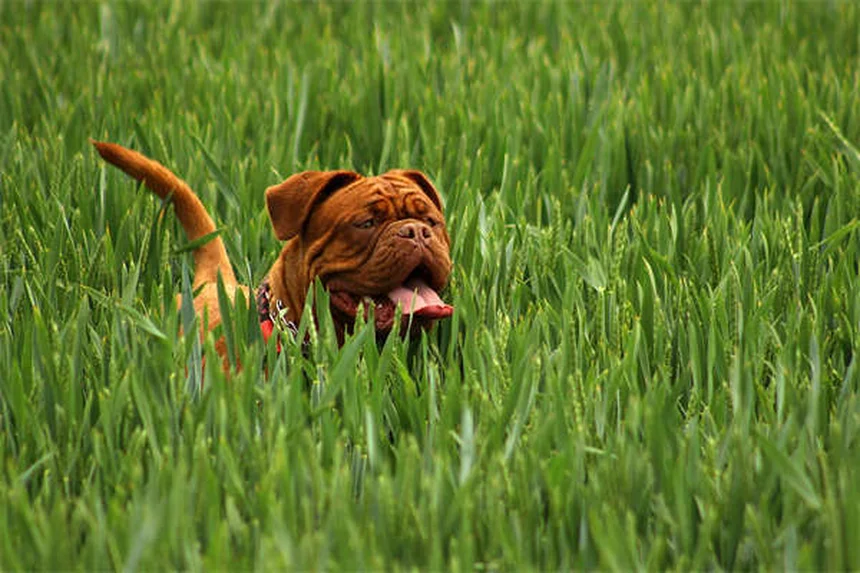 Can You Give Dogs Ibuprofen? The Dangerous Truth