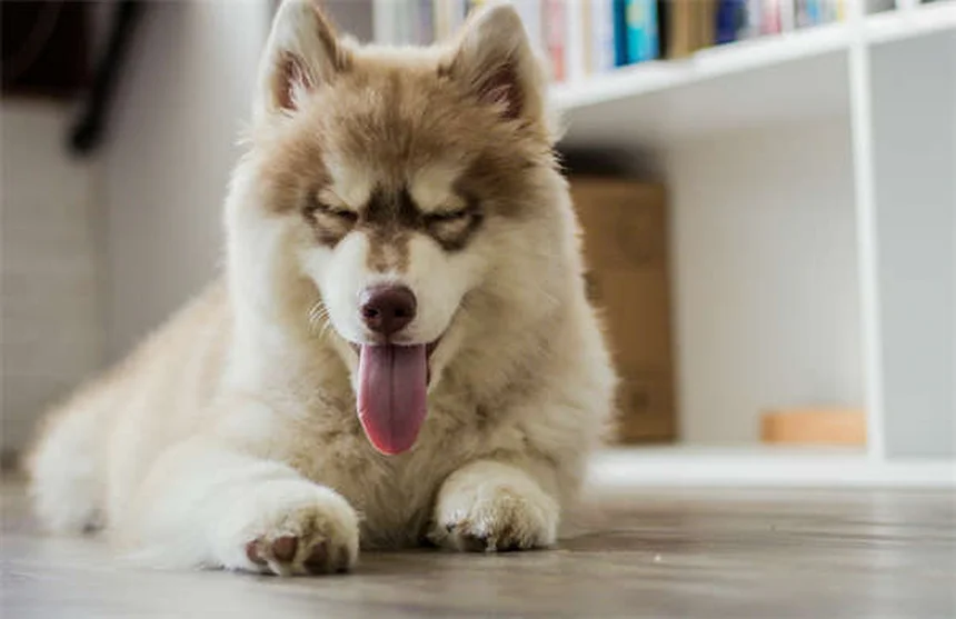 Can You Give Dogs Ibuprofen? The Dangerous Truth