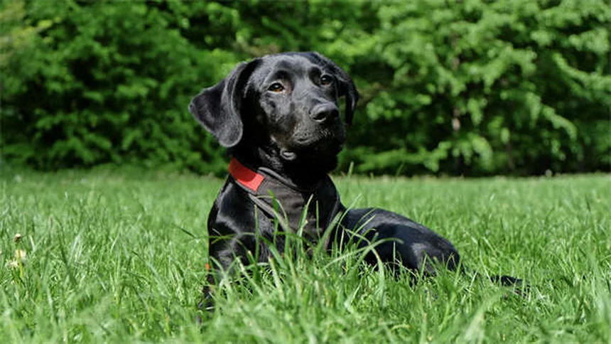 Lone Star Tick Dangers: 5 Must-Know Facts for Pet Owners
