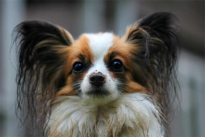 Lone Star Tick Dangers: 5 Must-Know Facts for Pet Owners