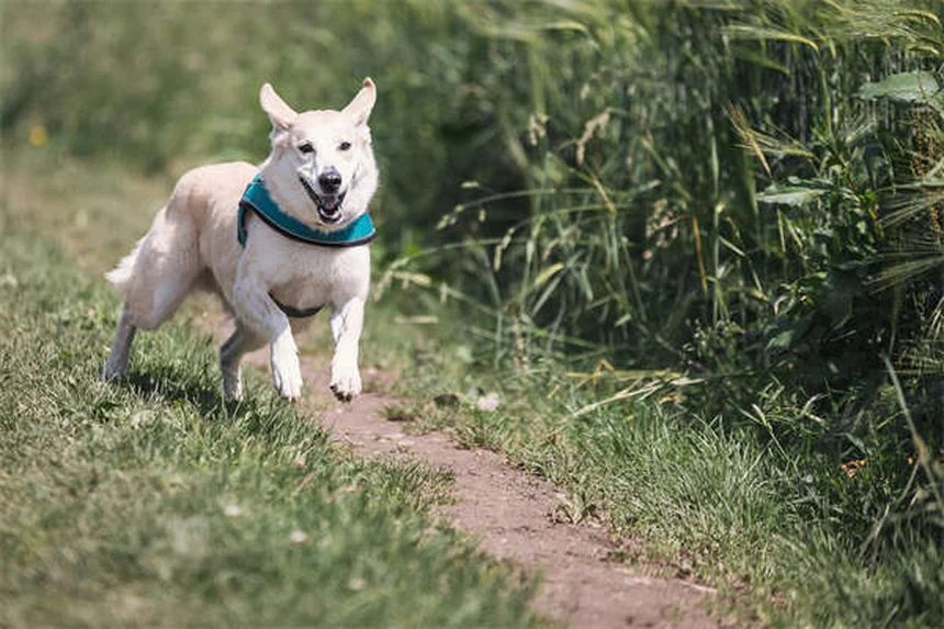 Signs Your Dog Is Dying from Congestive Heart Failure: What to Watch For