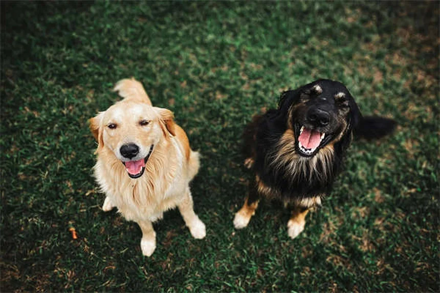 10 Signs Your Dog Is Family - Heartwarming Proof They're More Than Pets