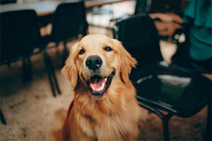 10 Signs Your Dog Is Family - Heartwarming Proof They're More Than Pets