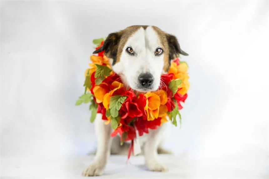 10 Signs Your Dog Is Family - Heartwarming Proof They're More Than Pets
