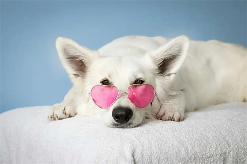 Is Toilet Water Safe for Pets? 5 Shocking Risks You Need to Know