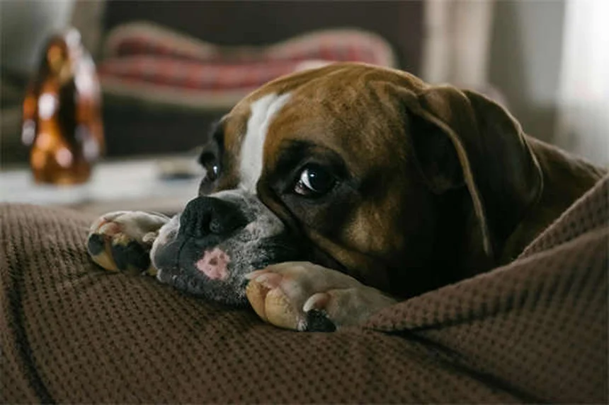 Dog Acupuncture Benefits: 5 Surprising Ways It Helps Your Pup