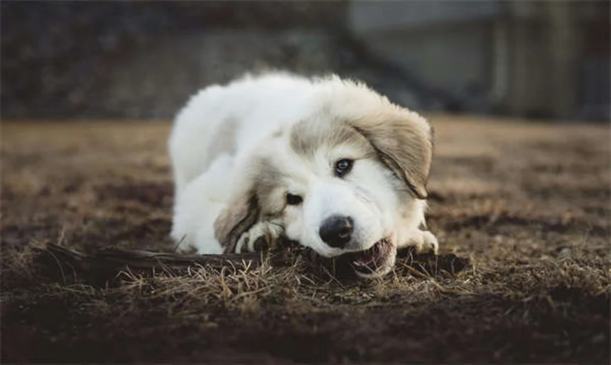 Dog Acupuncture Benefits: 5 Surprising Ways It Helps Your Pup