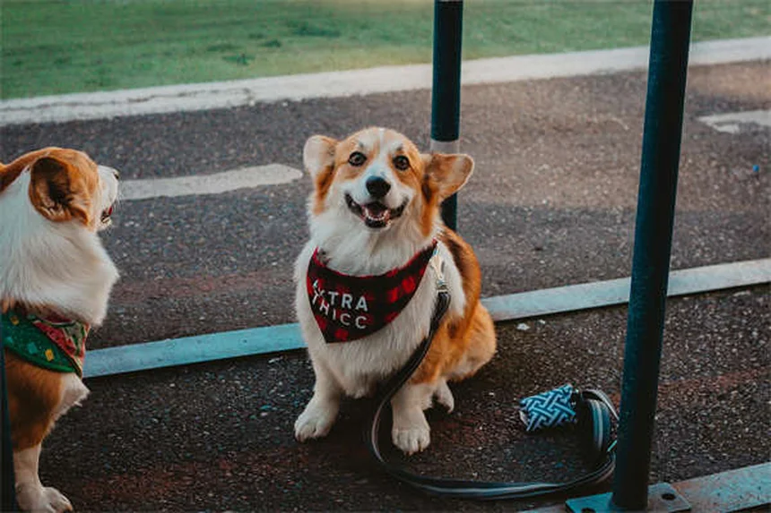 Do Dogs Know When They're Dying? 7 Signs Your Pet Is Nearing the End