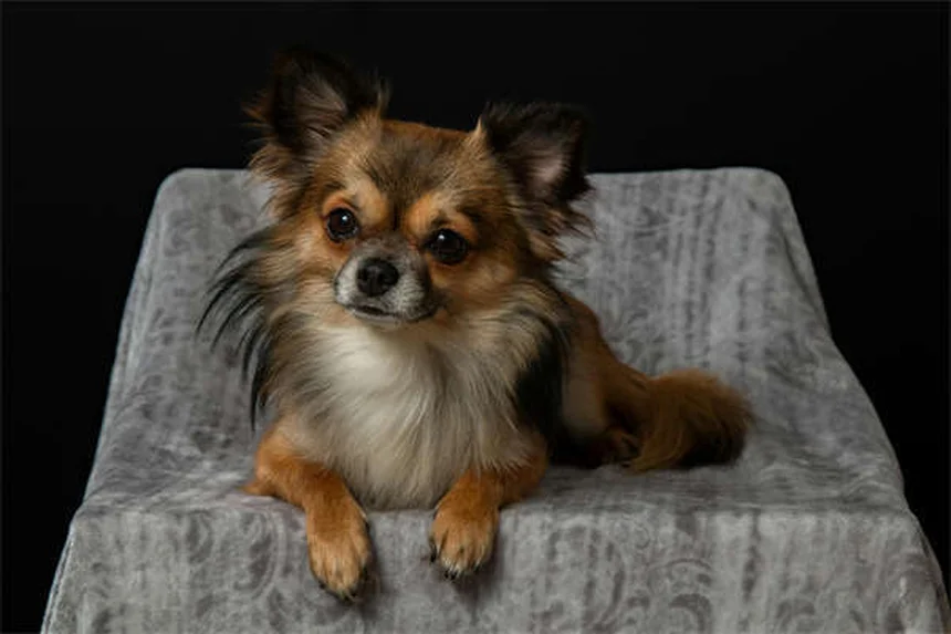 Do Dogs Know When They're Dying? 7 Signs Your Pet Is Nearing the End