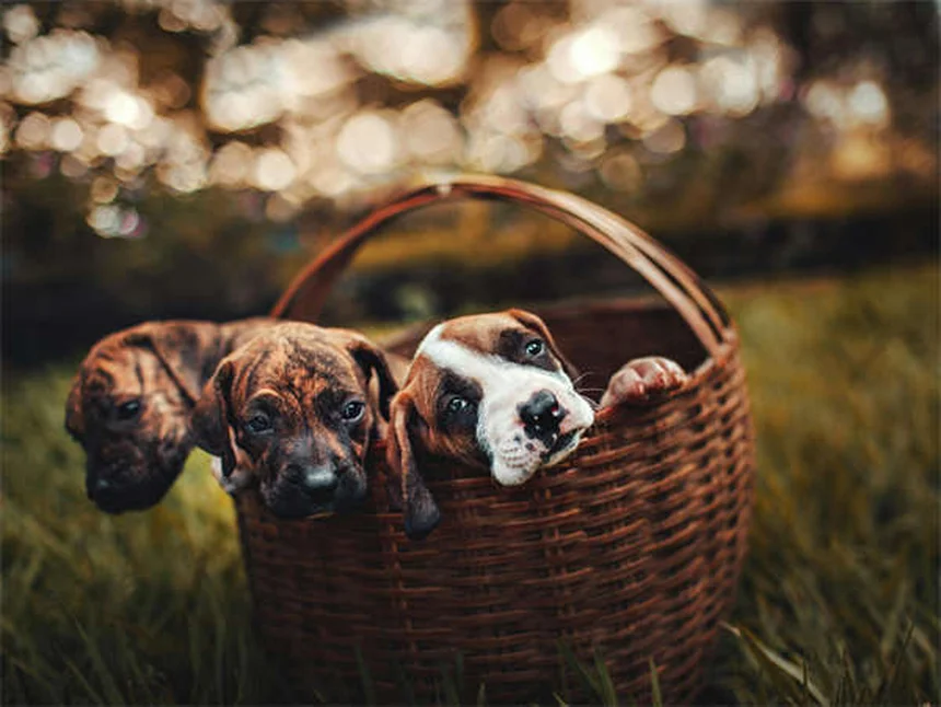 Do Dogs Know When They're Dying? 7 Signs Your Pet Is Nearing the End