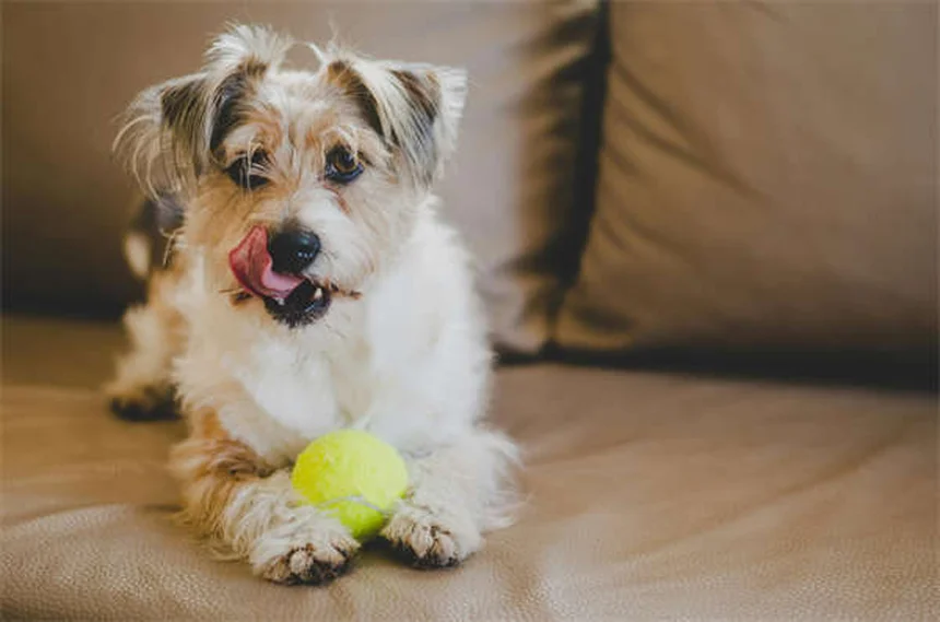 Dog Weight Loss: 5 Vet-Approved Tips to Help Your Pup Shed Pounds