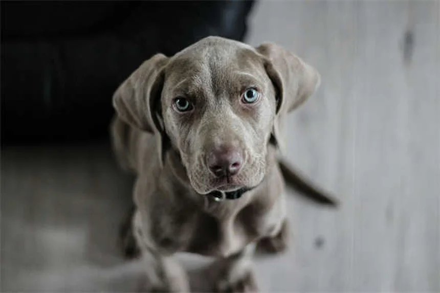 Dog Weight Loss: 5 Vet-Approved Tips to Help Your Pup Shed Pounds