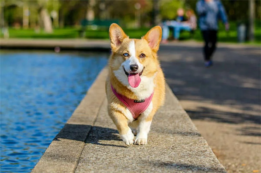 Dog Weight Loss: 5 Vet-Approved Tips to Help Your Pup Shed Pounds
