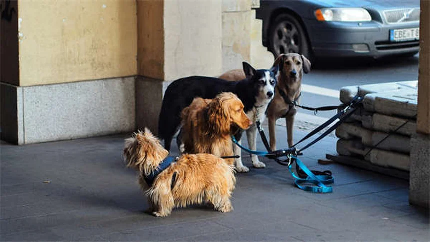 Dog Weight Loss: 5 Vet-Approved Tips to Help Your Pup Shed Pounds