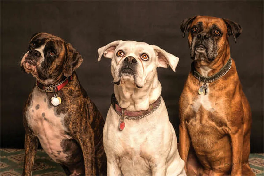 Signs Your Dog Is Dying from Congestive Heart Failure: What to Watch For