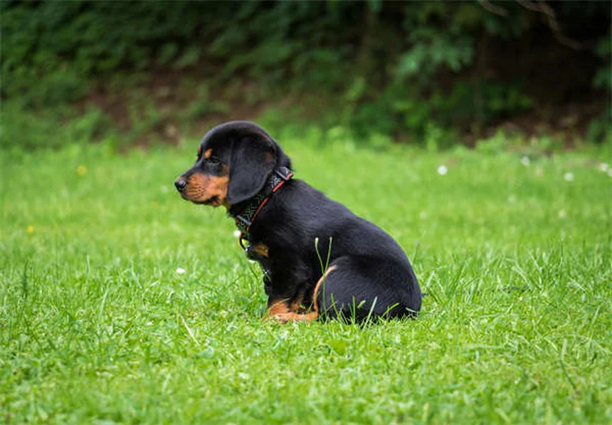 Signs Your Dog Is Dying from Congestive Heart Failure: What to Watch For