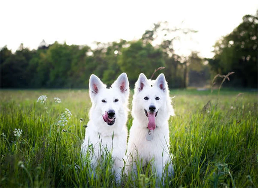 Signs Your Dog Is Dying from Congestive Heart Failure: What to Watch For