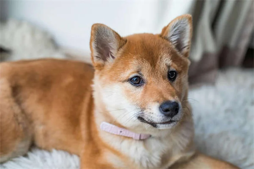Carprofen for Dogs: Safe Pain Relief & Side Effects Guide