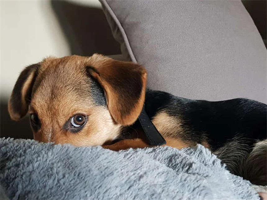 Carprofen for Dogs: Safe Pain Relief & Side Effects Guide