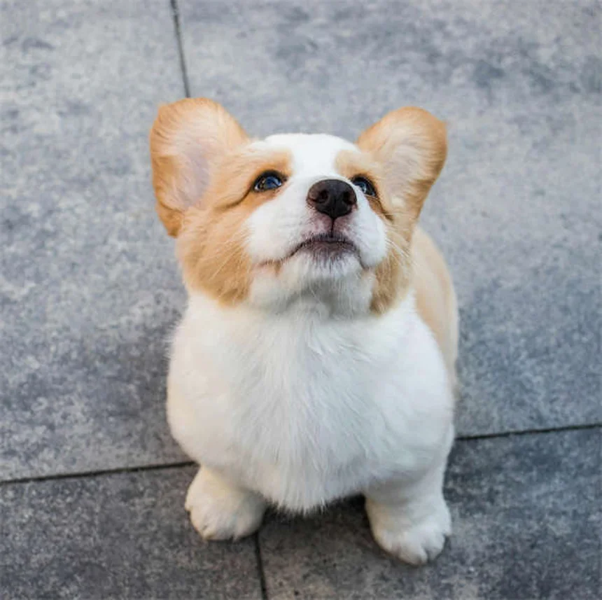 Carprofen for Dogs: Safe Pain Relief & Side Effects Guide