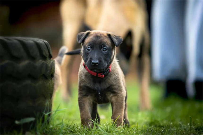 6 Dog Adoption Mistakes You MUST Avoid (Expert Tips)