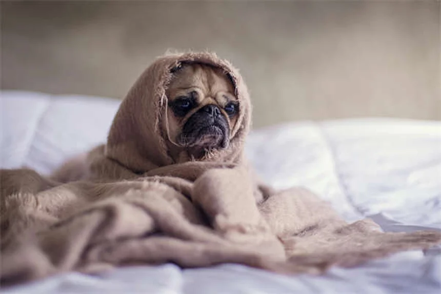 How to Give Your Dog or Cat Insulin Shots Like a Pro