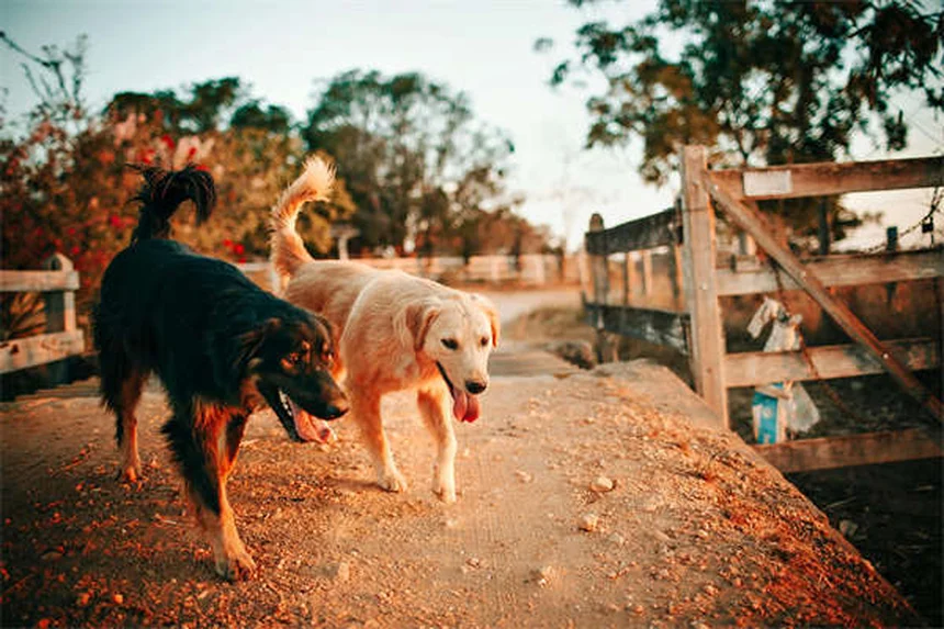 Oatmeal Bath for Dogs: 5 Simple Steps to Soothe Itchy Skin